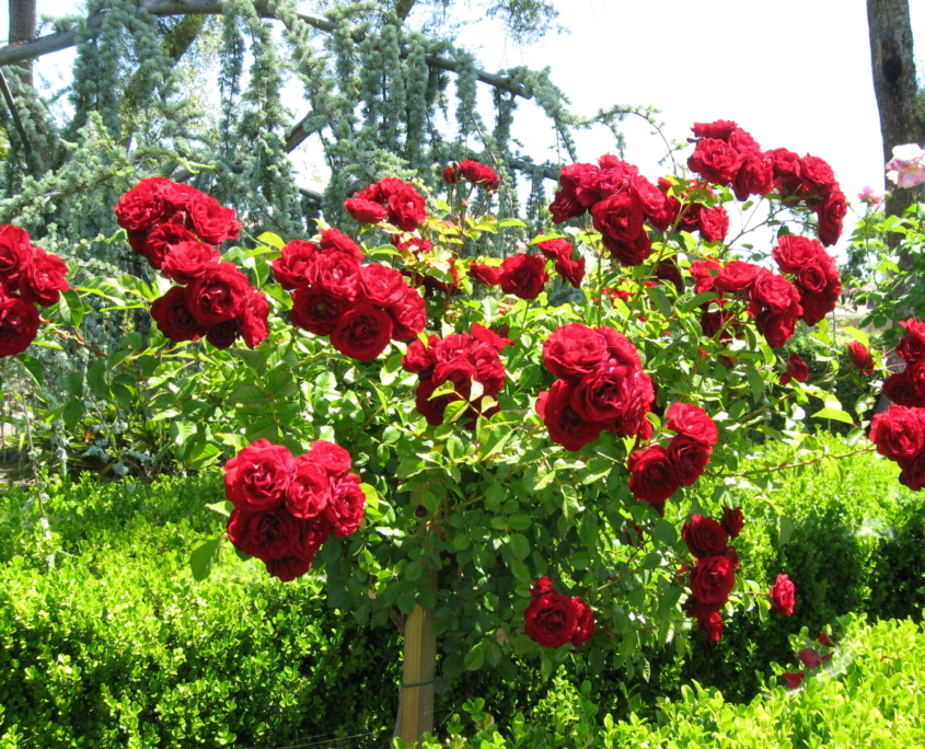 V10 Garden1 (2)